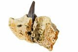 Cretaceous Crocodile Jaw Section With Composite Tooth #133348-3